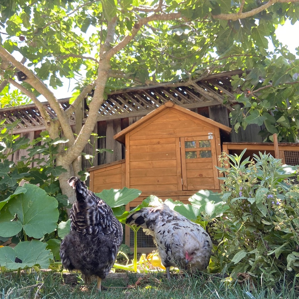 Meet your Posher - Picture 3 of 3